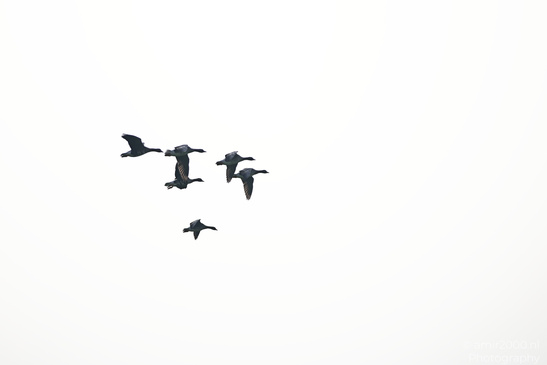 Greylag_Goose_In_The_Fields_Of_Muiderslot_Birds_Photography_Nature_Photography_Canon_EOS_R5_Mark_II_2026_018.JPG