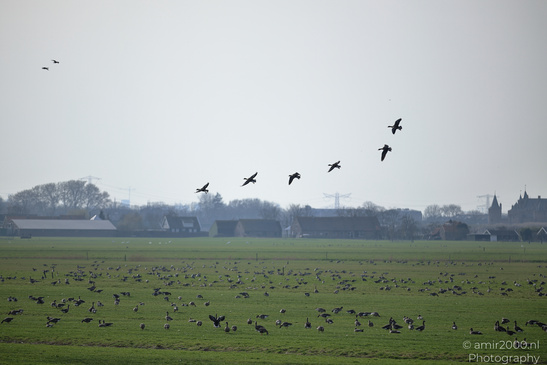 Greylag_Goose_In_The_Fields_Of_Muiderslot_Birds_Photography_Nature_Photography_Canon_EOS_R5_Mark_II_2026_021.JPG