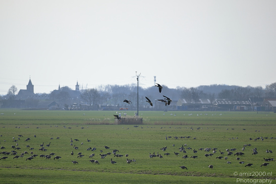 Greylag_Goose_In_The_Fields_Of_Muiderslot_Birds_Photography_Nature_Photography_Canon_EOS_R5_Mark_II_2026_022.JPG