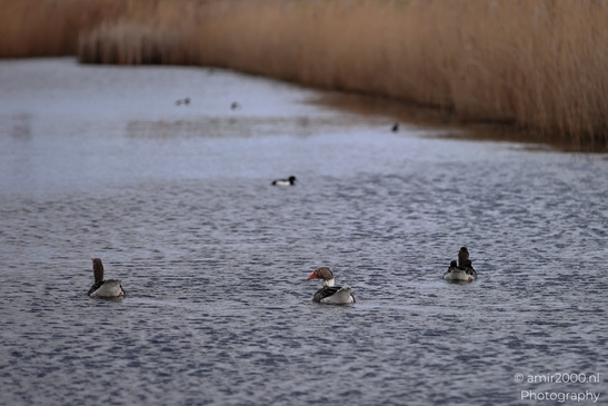 Several ducks floating peacefully near tall grasses at dusk or dawn. image from year 2026 #1