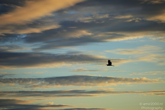 Heron_In_Flight_During_Sunset_In_Amsterdamse_Waterleidingduinen_Birds_Photography_Nature_Photography_Canon_EOS_R5_Mark_II_2026_001.JPG