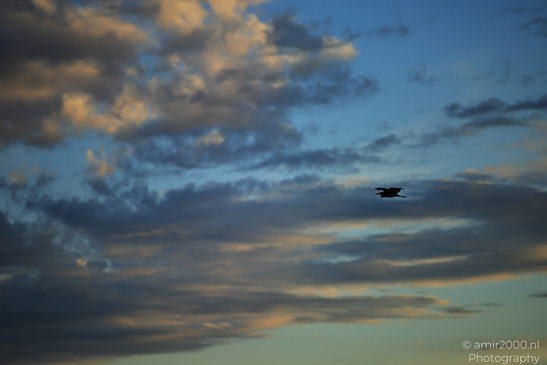 Heron_In_Flight_During_Sunset_In_Amsterdamse_Waterleidingduinen_Birds_Photography_Nature_Photography_Canon_EOS_R5_Mark_II_2026_002.JPG