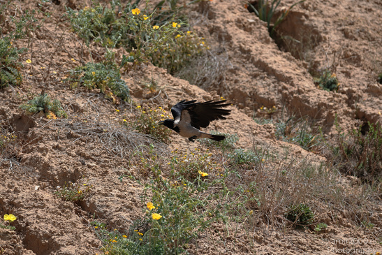 Hooded_Crow_Birds_Photography_Nature_Photography_Canon_EOS_R5_Mark_II_2026_001.JPG
