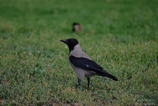 Hooded_Crow_Birds_Photography_Nature_Photography_Canon_EOS_R5_Mark_II_2026_002.JPG