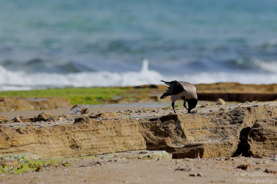 Hooded_Crow_Birds_Photography_Nature_Photography_Canon_EOS_R5_Mark_II_2026_003.JPG