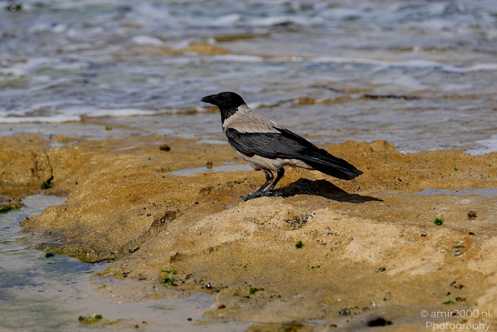 Hooded_Crow_Birds_Photography_Nature_Photography_Canon_EOS_R5_Mark_II_2026_004.JPG