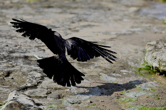 Hooded_Crow_Birds_Photography_Nature_Photography_Canon_EOS_R5_Mark_II_2026_005.JPG