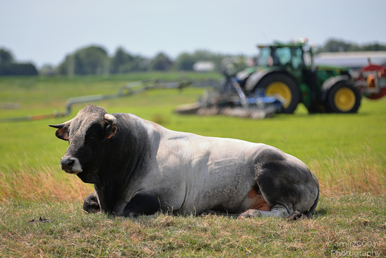 The cow lying on grass with a tractor and agricultural equipment in the background. image from year 2026 #1