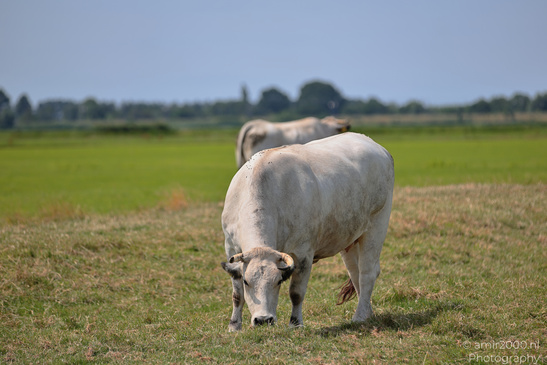 Horned Dutch Cattle: Trees and an open sky appear behind two white cows grazing on a grassy field. image from year 2026 #2