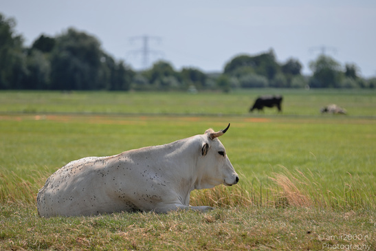 A white horned cow lies in a grassy field with other cattle in the distance. image from year 2026 #3