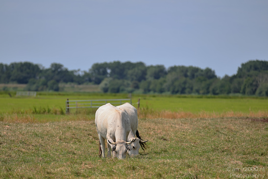 Horned Dutch Cattle: A grassy field includes two white cows grazing. image from year 2026 #4