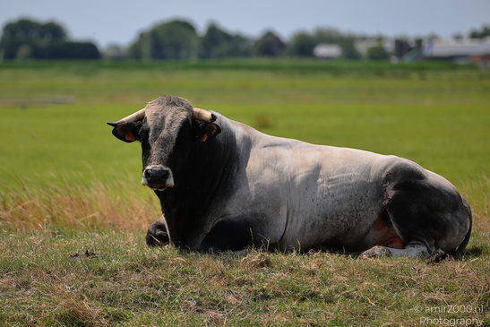 Its side in a grassy field includes the cow lying. image from year 2026 #5