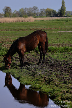 Horse_Drinking_From_Stream_Animal_Photography_Nature_Photography_Canon_EOS_R5_Mark_II_2026_001.JPG