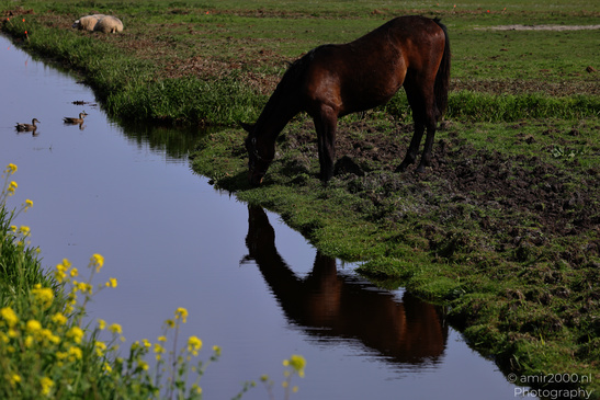 Horse_Drinking_From_Stream_Animal_Photography_Nature_Photography_Canon_EOS_R5_Mark_II_2026_002.JPG