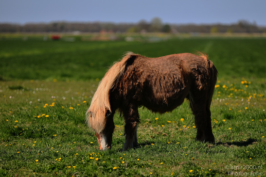 Horse_Grazing_Animal_Photography_Nature_Photography_Canon_EOS_R5_Mark_II_2026_001.JPG