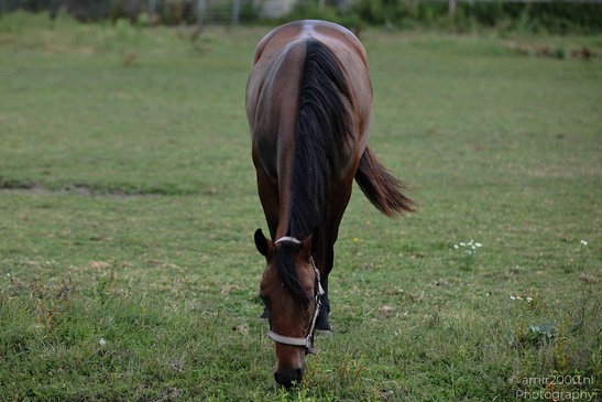 Horse_Grazing_In_Middelpolder_Animal_Photography_Nature_Photography_Canon_EOS_R5_Mark_II_2026_001.JPG