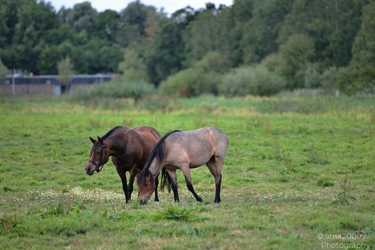 Horse_Grazing_In_Middelpolder_Animal_Photography_Nature_Photography_Canon_EOS_R5_Mark_II_2026_002.JPG