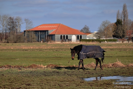 Horse_In_Middelpolder_Amstelveen_With_Barn_In_Background_Animal_Photography_Nature_Photography_Canon_EOS_R5_Mark_II_2026_001.JPG