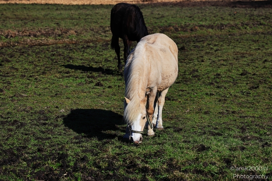 Two horses grazing in a grassy field with one casting a shadow on the ground. - image from year 2026 #001