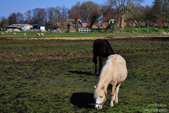 Horses grazing in a lush green field with a backdrop of trees and blue sky. - image from year 2026 #002
