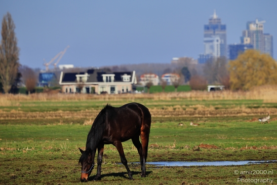 Horse is in the foreground, with a blurred cityscape in the background. - image from year 2026 #003