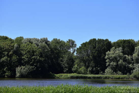 Houtrak_Spaarnwoude_Park_During_Summer_Halfweg_Netherlands_Nature_Photography_Canon_EOS_R5_Mark_II_2026_001.JPG
