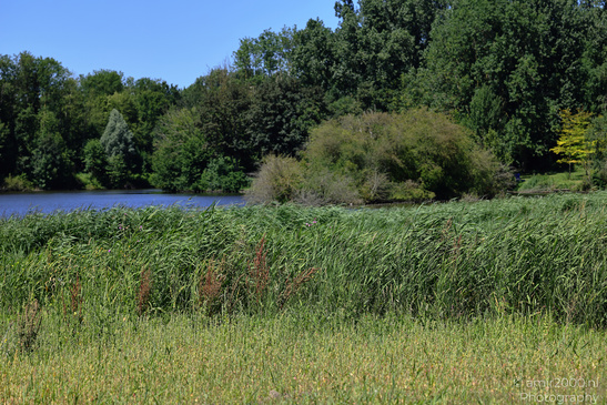 Houtrak_Spaarnwoude_Park_During_Summer_Halfweg_Netherlands_Nature_Photography_Canon_EOS_R5_Mark_II_2026_002.JPG