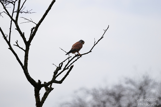 Kestrel_Perched_On_Bare_Branch_In_Winter_In_Amsterdamse_Waterleidingduinen_Birds_Photography_Nature_Photography_Canon_EOS_R5_Mark_II_2026_002.JPG