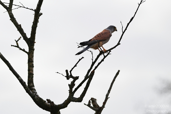 Kestrel_Perched_On_Bare_Branch_In_Winter_In_Amsterdamse_Waterleidingduinen_Birds_Photography_Nature_Photography_Canon_EOS_R5_Mark_II_2026_005.JPG
