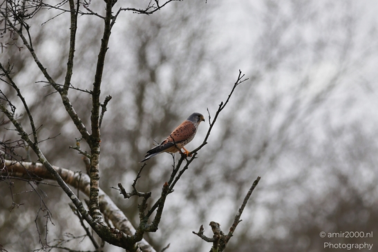 Kestrel_Perched_On_Bare_Branch_In_Winter_In_Amsterdamse_Waterleidingduinen_Birds_Photography_Nature_Photography_Canon_EOS_R5_Mark_II_2026_006.JPG