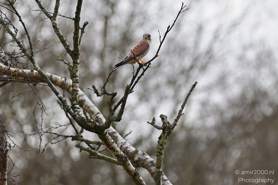 Kestrel_Perched_On_Bare_Branch_In_Winter_In_Amsterdamse_Waterleidingduinen_Birds_Photography_Nature_Photography_Canon_EOS_R5_Mark_II_2026_007.JPG