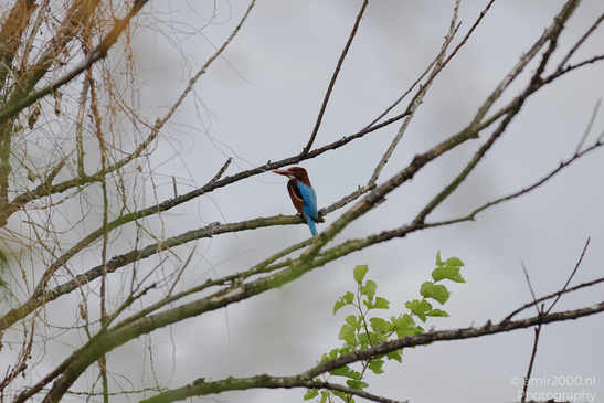 Kingfisher_On_Branch_Birds_Photography_Nature_Photography_Canon_EOS_R5_Mark_II_2026_001.JPG