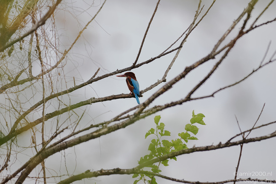 Kingfisher_On_Branch_Birds_Photography_Nature_Photography_Canon_EOS_R5_Mark_II_2026_002.JPG