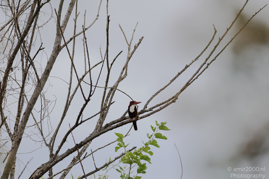 Kingfisher_On_Branch_Birds_Photography_Nature_Photography_Canon_EOS_R5_Mark_II_2026_003.JPG