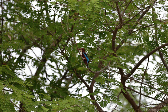 Kingfisher_On_Branch_Birds_Photography_Nature_Photography_Canon_EOS_R5_Mark_II_2026_004.JPG