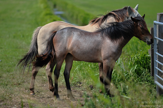 A pair of Konik horses stand beside a fence in a grassy pasture. image from year 2026 #1