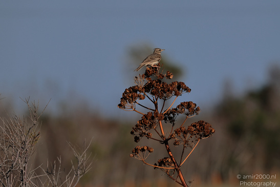Lark_On_Dried_Seed_Head_Salt_Lake_Larnaca_Cyprus_Birds_Photography_Nature_Photography_Canon_EOS_R5_Mark_II_2026_001.JPG