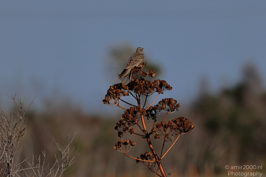 Lark_On_Dried_Seed_Head_Salt_Lake_Larnaca_Cyprus_Birds_Photography_Nature_Photography_Canon_EOS_R5_Mark_II_2026_002.JPG
