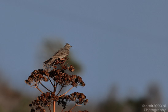 Lark_On_Dried_Seed_Head_Salt_Lake_Larnaca_Cyprus_Birds_Photography_Nature_Photography_Canon_EOS_R5_Mark_II_2026_003.JPG