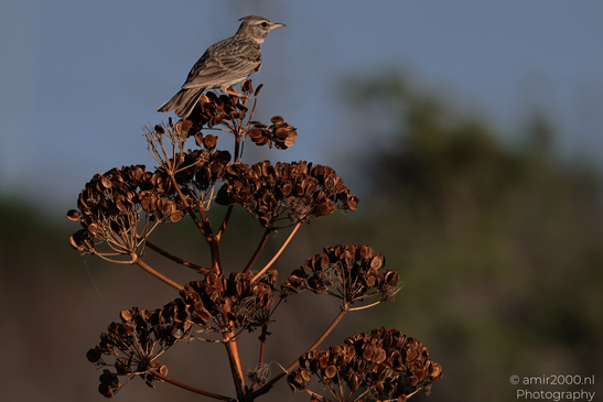 Lark_On_Dried_Seed_Head_Salt_Lake_Larnaca_Cyprus_Birds_Photography_Nature_Photography_Canon_EOS_R5_Mark_II_2026_004.JPG