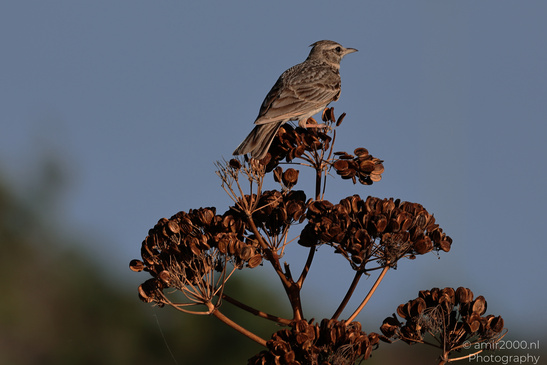 Lark_On_Dried_Seed_Head_Salt_Lake_Larnaca_Cyprus_Birds_Photography_Nature_Photography_Canon_EOS_R5_Mark_II_2026_005.JPG