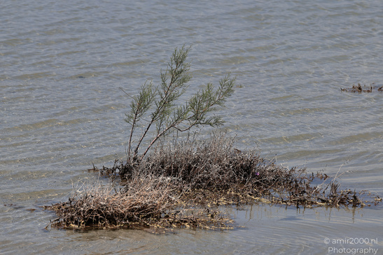 Larnaca_Salt_Lake_Scenery_Larnaca_Cyprus_Nature_Photography_Canon_EOS_R5_Mark_II_2026_006.JPG