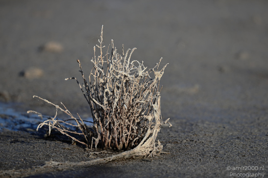 Larnaca_Salt_Lake_Scenery_Larnaca_Cyprus_Nature_Photography_Canon_EOS_R5_Mark_II_2026_038.JPG