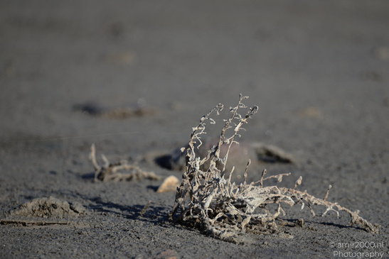 Larnaca_Salt_Lake_Scenery_Larnaca_Cyprus_Nature_Photography_Canon_EOS_R5_Mark_II_2026_039.JPG