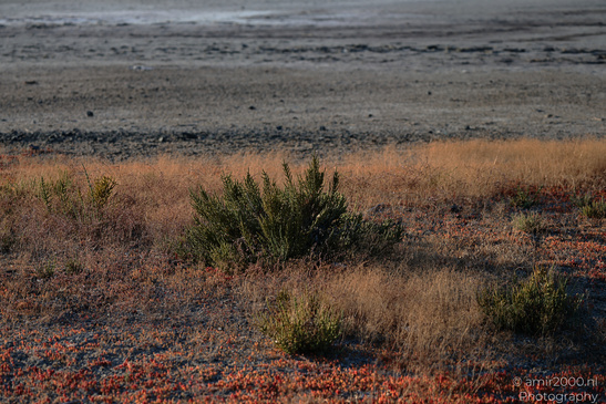 Larnaca_Salt_Lake_Scenery_Larnaca_Cyprus_Nature_Photography_Canon_EOS_R5_Mark_II_2026_054.JPG