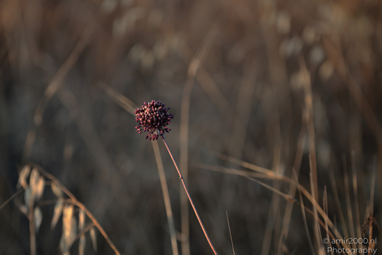 Larnaca_Salt_Lake_Scenery_Larnaca_Cyprus_Nature_Photography_Canon_EOS_R5_Mark_II_2026_065.JPG