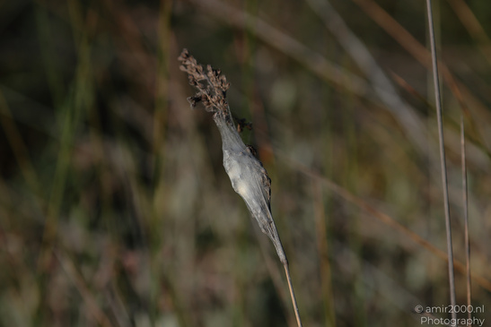Larnaca_Salt_Lake_Scenery_Larnaca_Cyprus_Nature_Photography_Canon_EOS_R5_Mark_II_2026_069.JPG