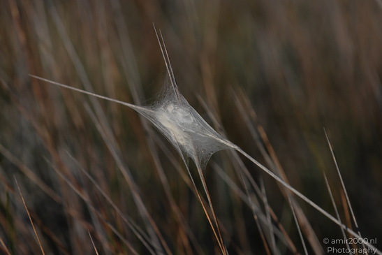Larnaca_Salt_Lake_Scenery_Larnaca_Cyprus_Nature_Photography_Canon_EOS_R5_Mark_II_2026_070.JPG
