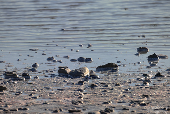Larnaca_Salt_Lake_Scenery_Larnaca_Cyprus_Nature_Photography_Canon_EOS_R5_Mark_II_2026_073.JPG