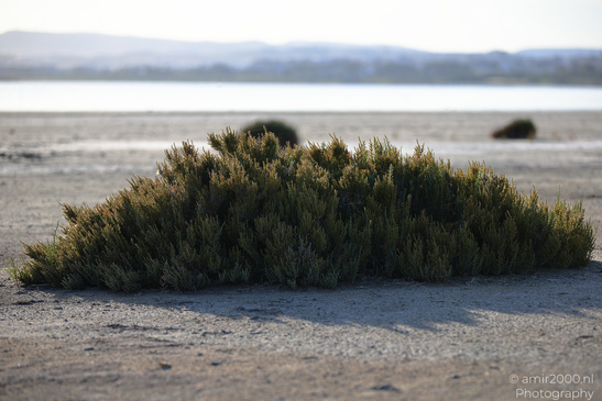 Larnaca_Salt_Lake_Scenery_Larnaca_Cyprus_Nature_Photography_Canon_EOS_R5_Mark_II_2026_074.JPG